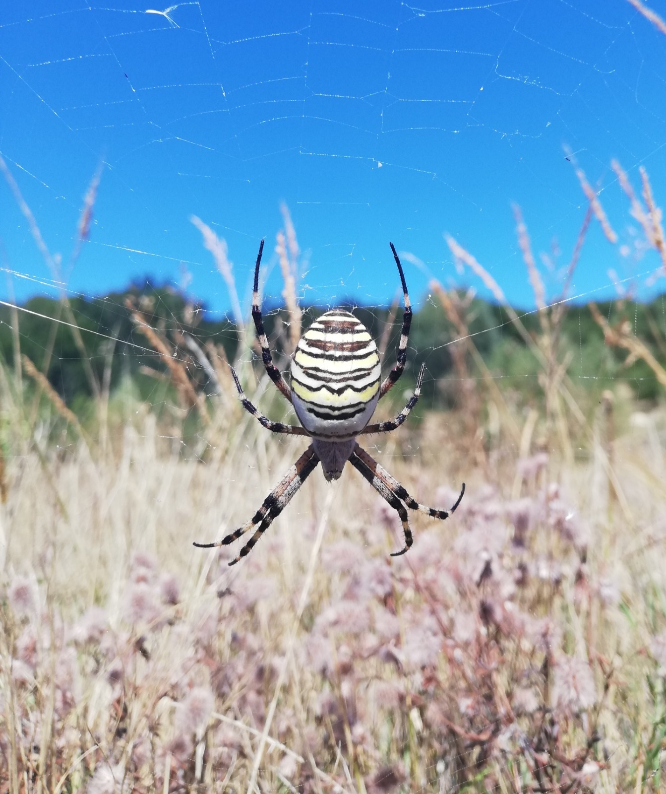 whatsapp image 2025 10 23 at 17.06.49