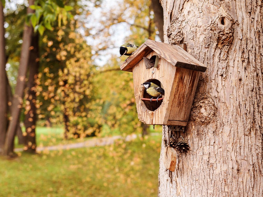 nichoirs à oiseaux